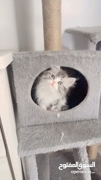 Cute persian kittens