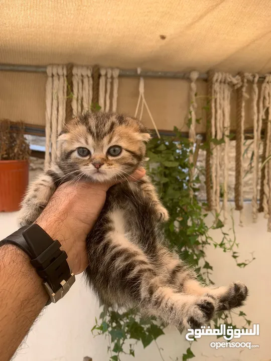 قطط سكوتش فولد وستريت العمر شهرين للبيع