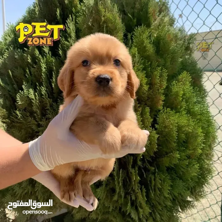 جراء مميزه من الجولدن ريتريفر
