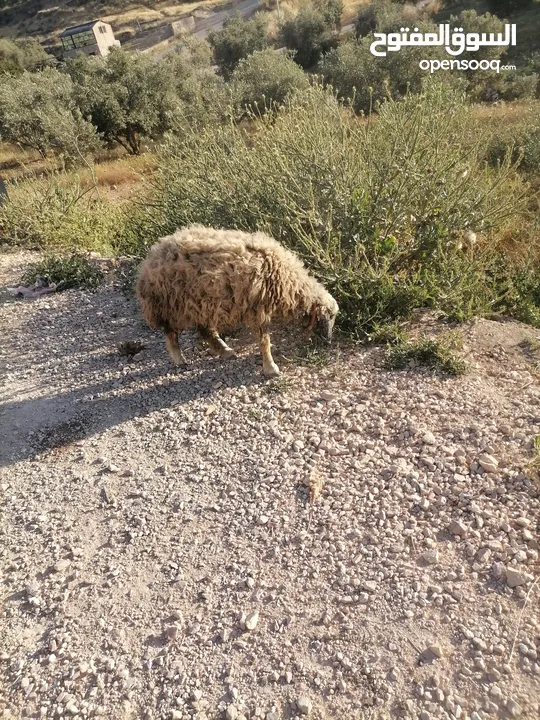 قرقير عدد إثنين للبيع