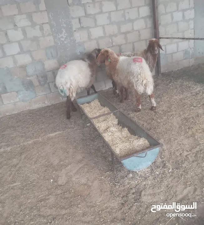 قصاب الكويت  زبح وتوصل جميع انواع الذبائح   خروف  عجل  بعير