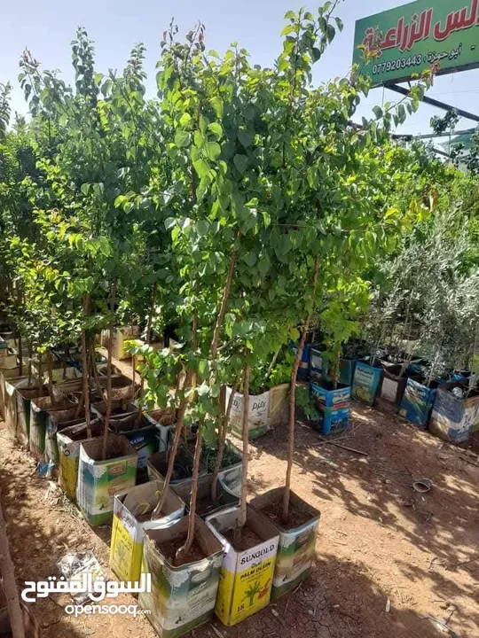 زراعة الحدائق