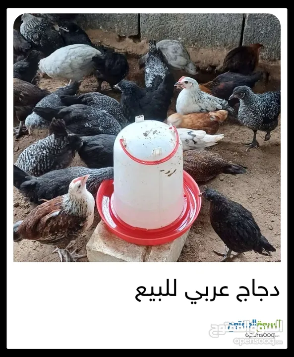 دجاج عربي للبيع