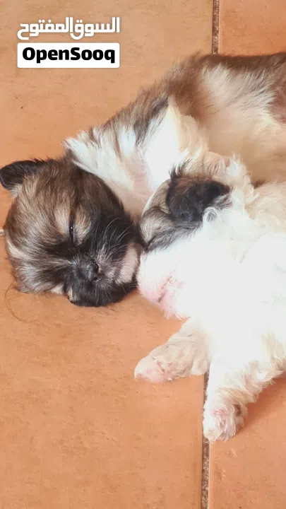 1 month old female puppies for sale