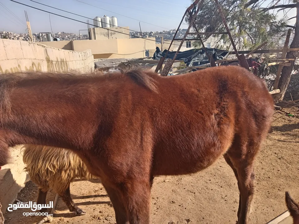 مهر عربي ولا غلطى مش مسجل للبيع