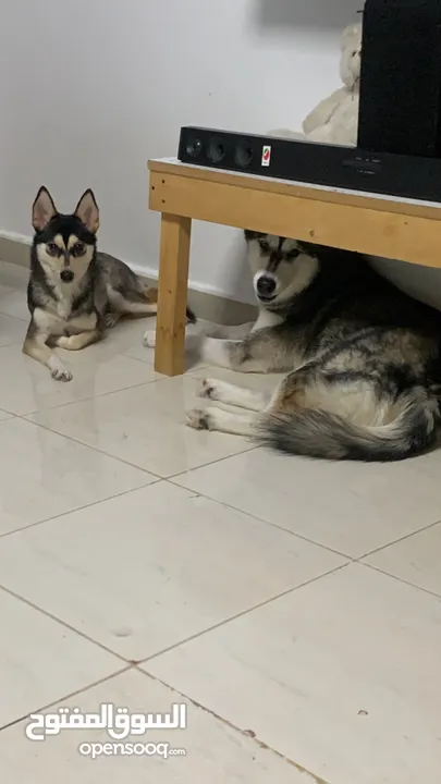 male siberian husky and femala alaskan kai breed