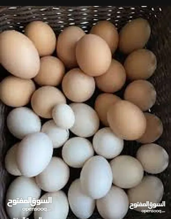 بيض براهما وبيض بلدي مخصب مكفول