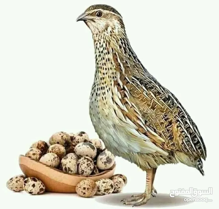طيور السمان الفري