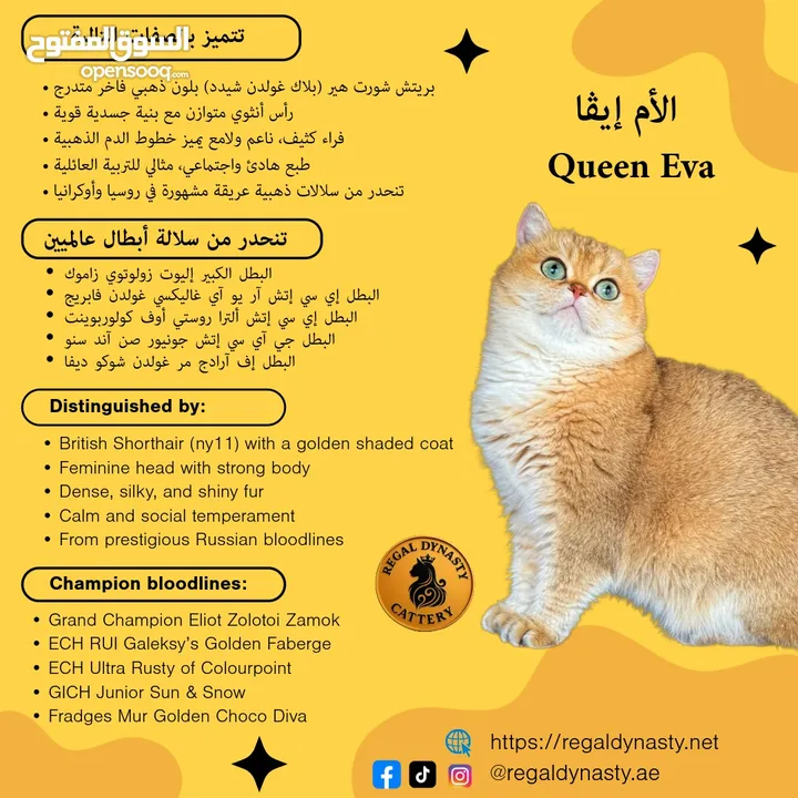 High-level British Shorthair kittens with pedigree