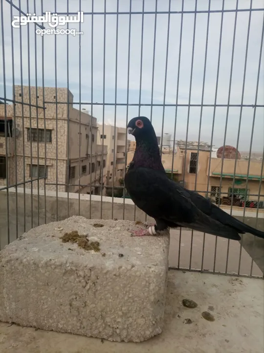 حمام نخب اول سباب البيع اعتزال