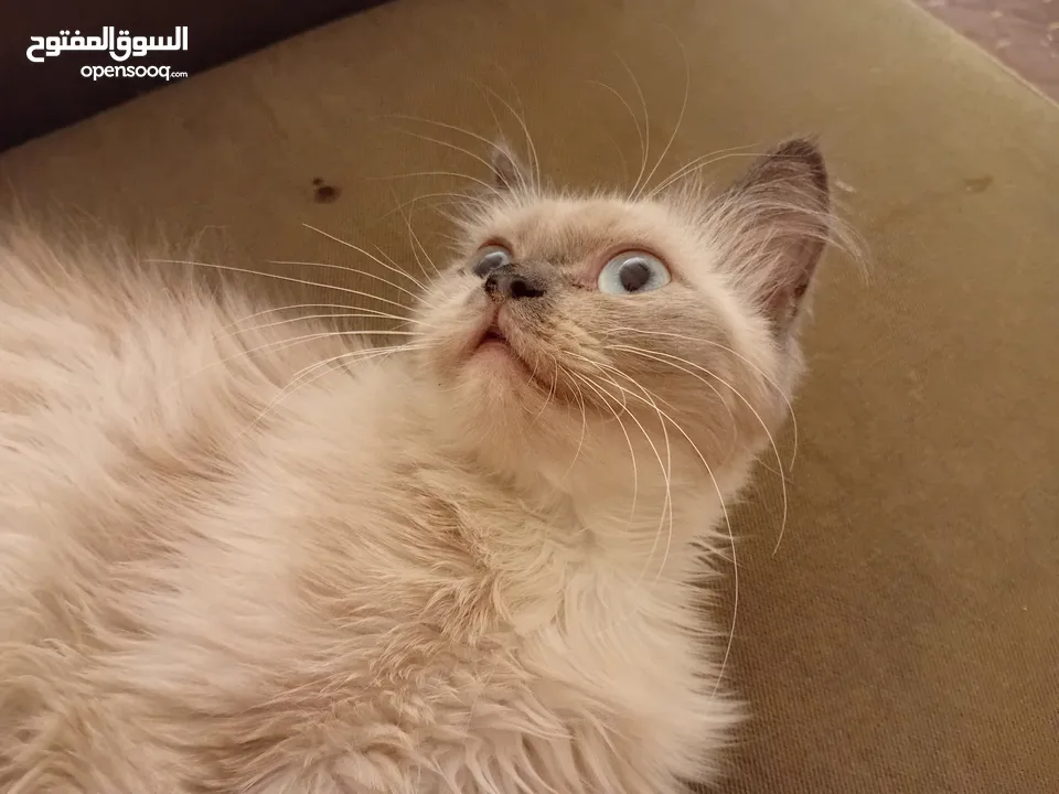أنثى هيمالايا بصحة جيدة جدا للييع بسعري معري بلون عينين ازرق وفراء ناعم