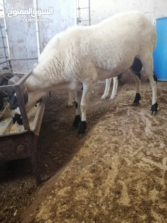 كبش قبرصي اصلي ذيل جزره رباعي للبيع او بدل على ثنايا قبرصي