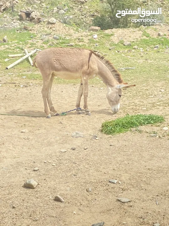 للبيع جحشه او حماره جعلانيه العمر 10 شهور