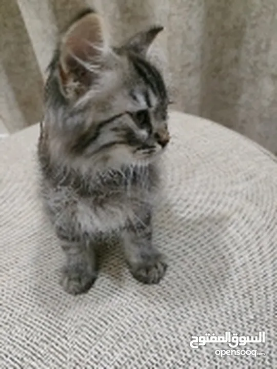 Charming 2 Months-Old Turkish mix female Cat for Sale