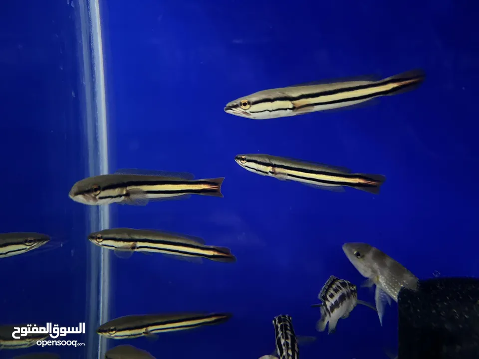 تم وصول تشكيلة اسماك زينه