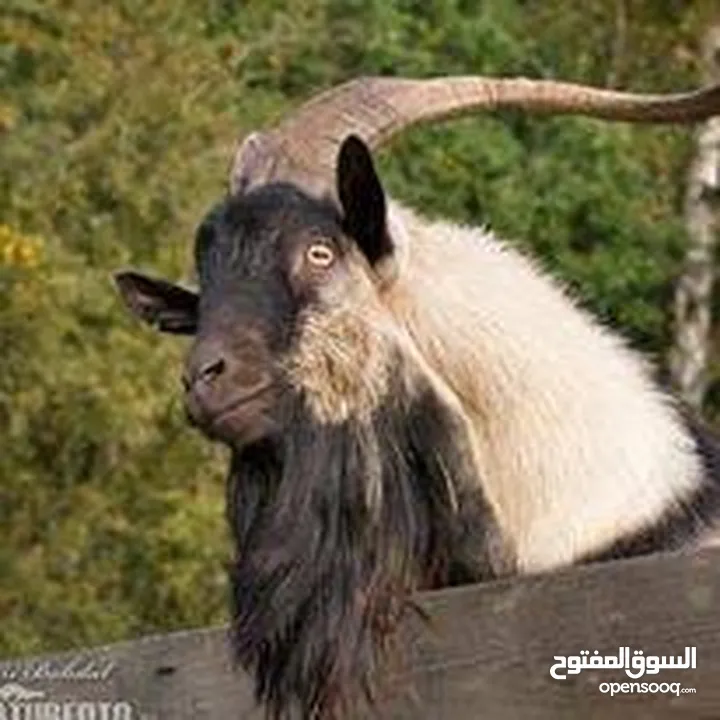 مطلوب جدي البينو  عمره خميس أشهر