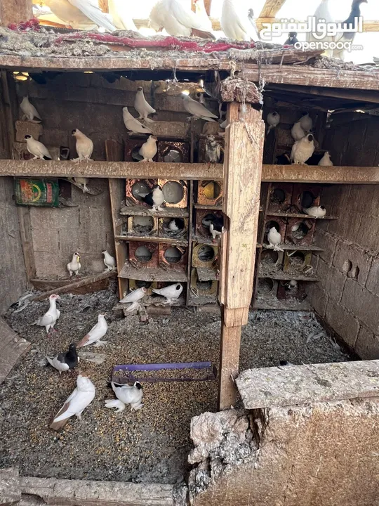 جواز بلونيات وجواز يهوديات