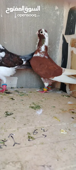 خمس فحول ضرب