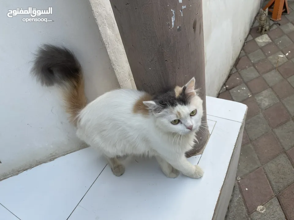 Persian female cat very playful cat