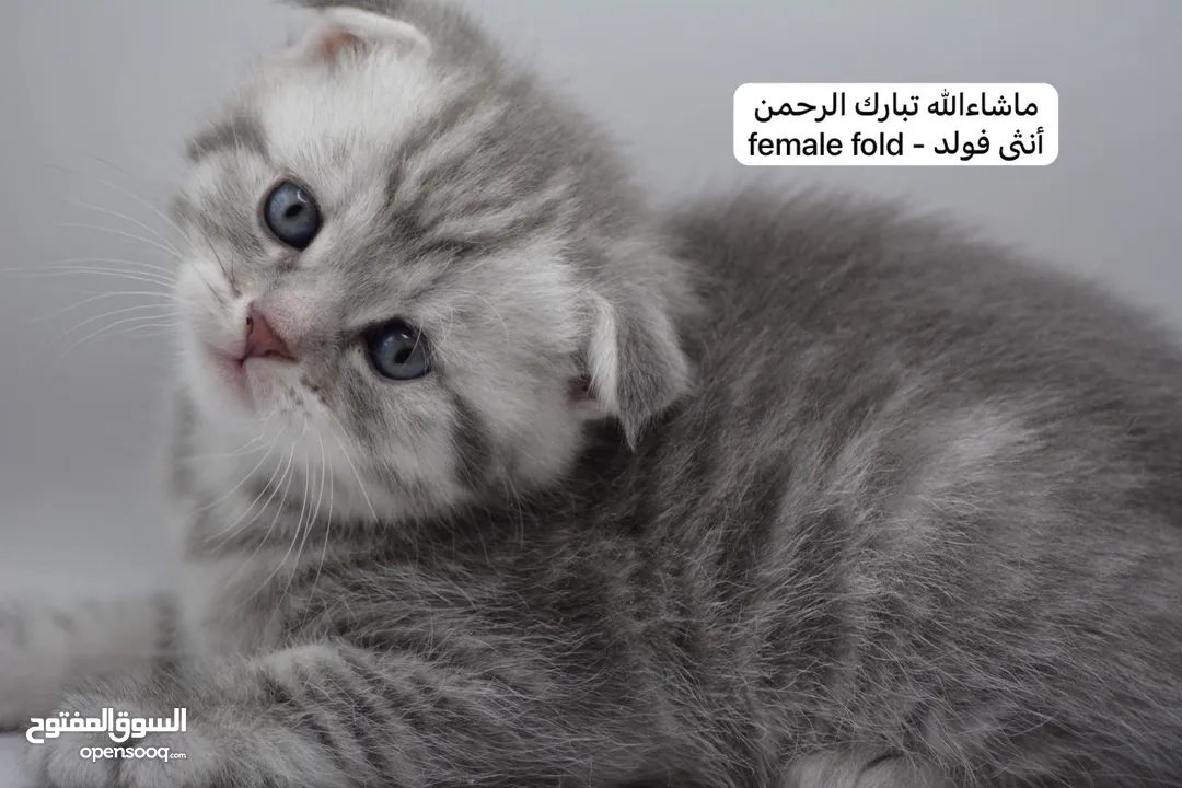 سكوتش كيتن فولد وستريت الوان مميزه ليلك ومشمشي وغيرها 15 كيتن