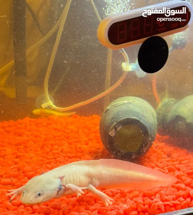 3 axolotals 2 baby one grown adult