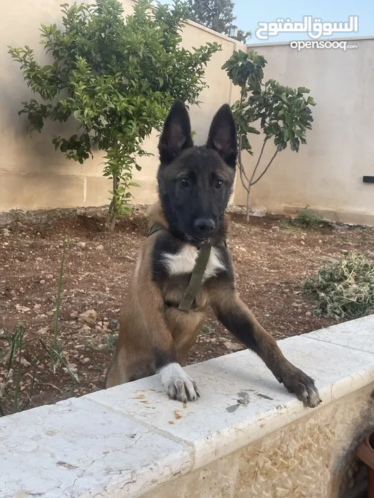 بلجم مالينو سعر مغري*ذكر*4*.... اقرا الوصف