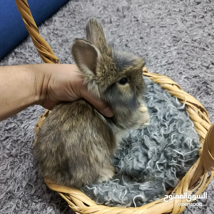 أرانب نوع تيدي بير وليون هيد