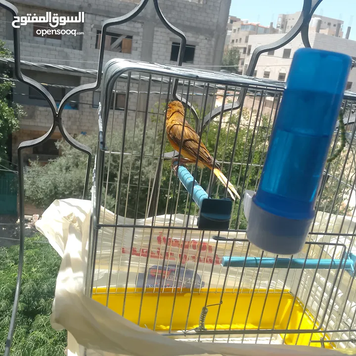 عصافير وطيور للبيع