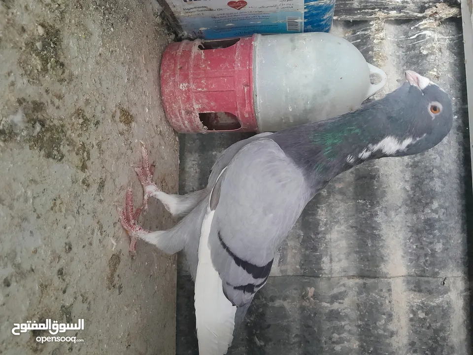 متاح  جواز  حمام الماني  كلو شغال جوز بلوني احمر تحته بيض وطيره مزهوراي حمره مع فرخها  وطيره مسوداي