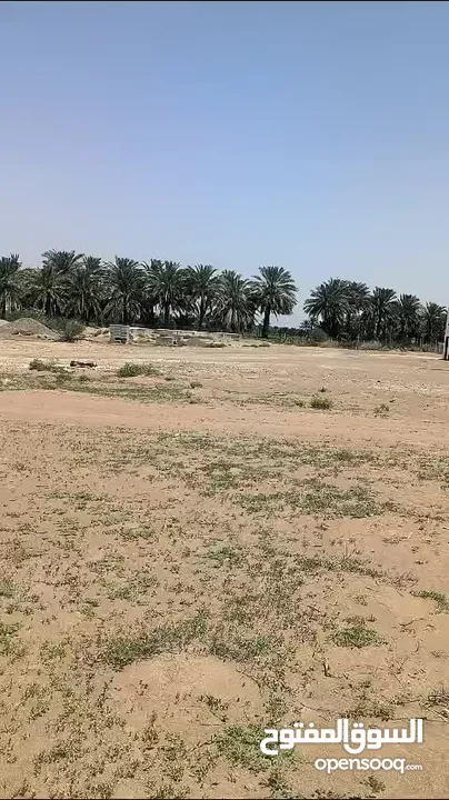 أرض للبيع في ولاية بركاء منطقة البدي9200