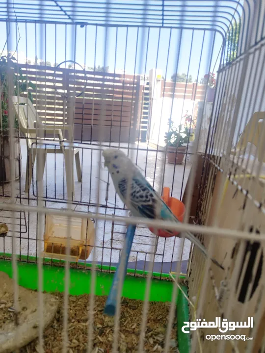 جوزين حب ماكنات انتاج بسعر حرق