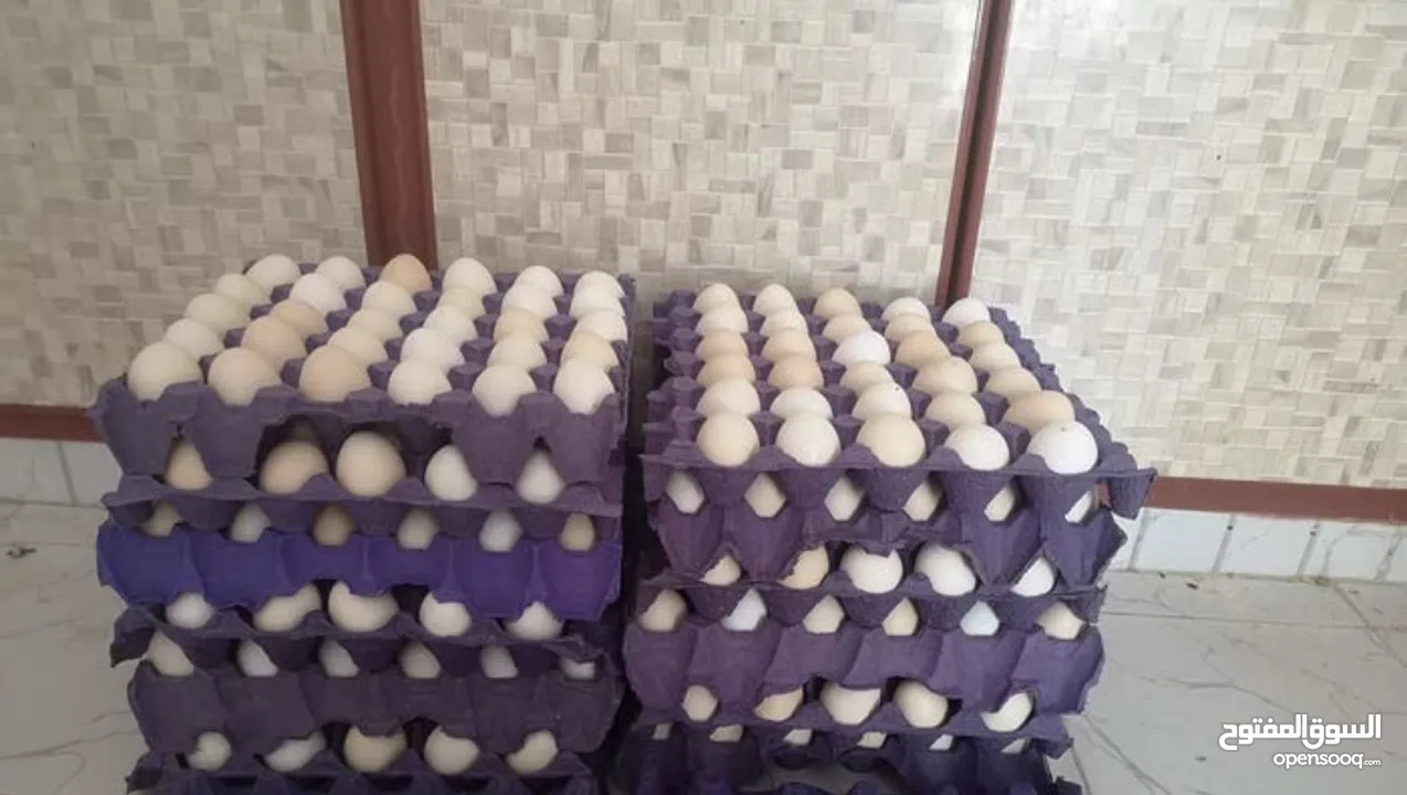 بيض عماني أصلي مخصب