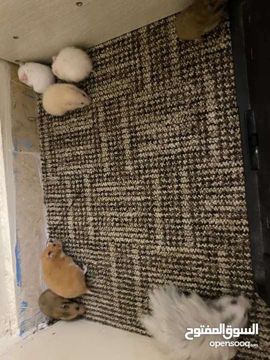 hamster هامستر للبيع عدد 7