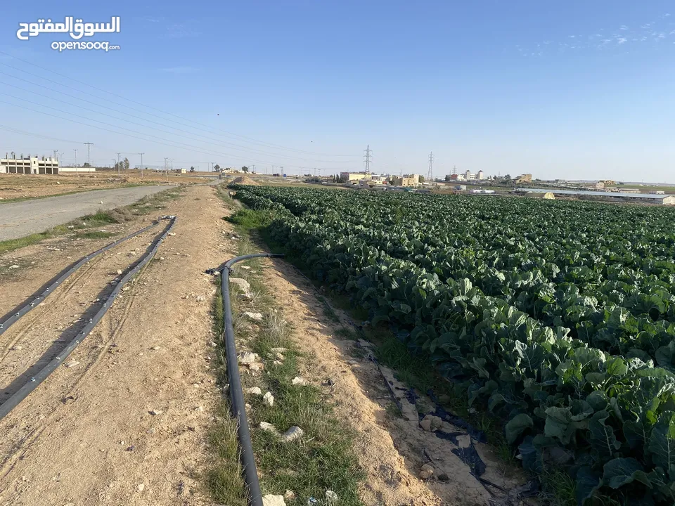 ارينبه الغربيه حوض 1 الشرقي قطعه رقم 390 ثاني قطعة عن الشارع الرئيسي بجانب التنظيم المساحة13 دونم