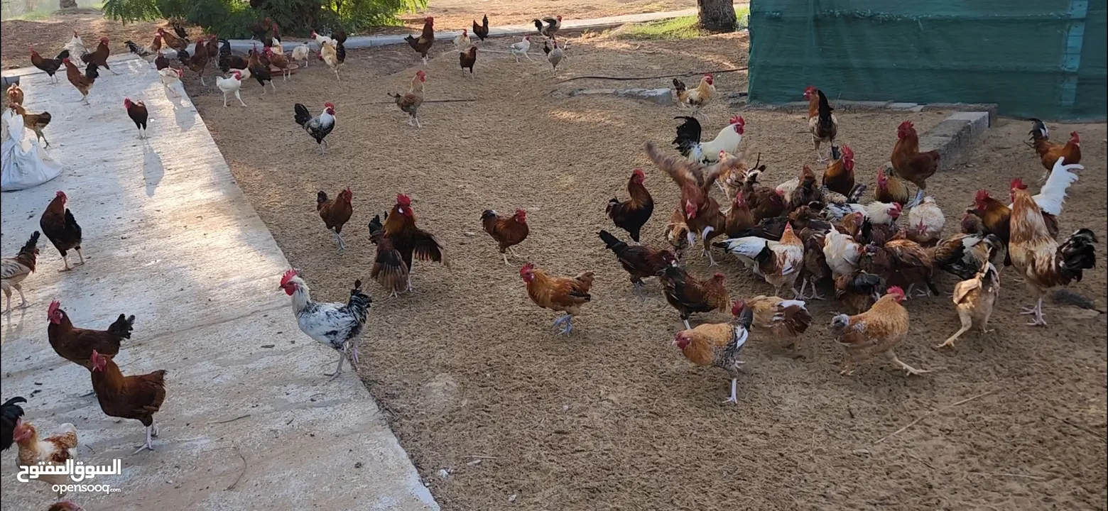 Gulf Cemani Chicken Farm