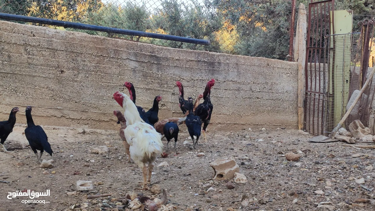 باكستاني نخب