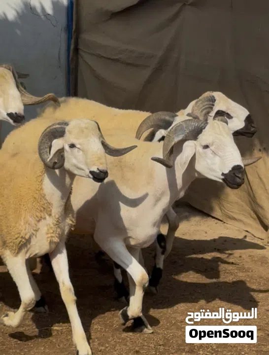 خروف السردي المغربي