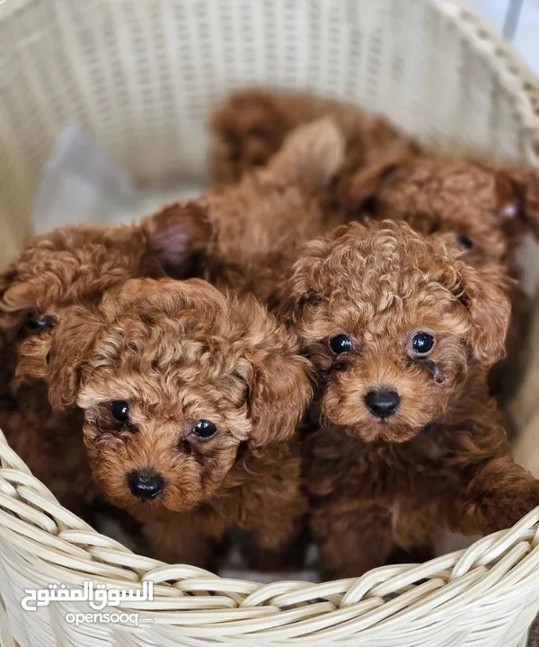 toy poodle T_cup now in  جراء توي بودل كوري بجميع الوراق والاثباتات