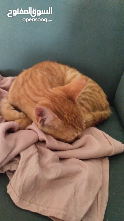 Orange cat for adoption