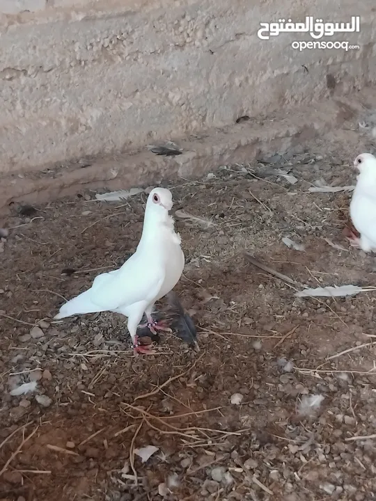 حمام نخب النخب  ثلاث جواز