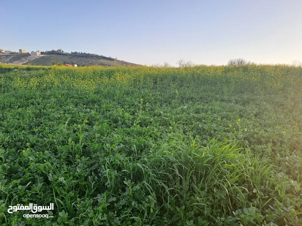 أرض للبيع في منطقة  السرو حوض ابو الهركاب