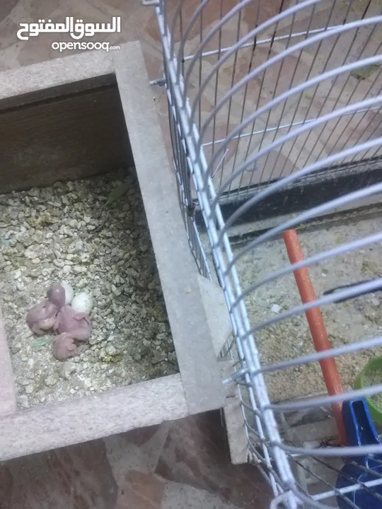 3 جواز حب مع فراخ  بيض مقفصات للبيع