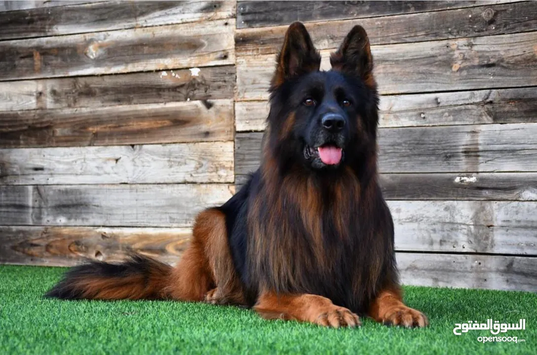 German shepherd long hair for sale