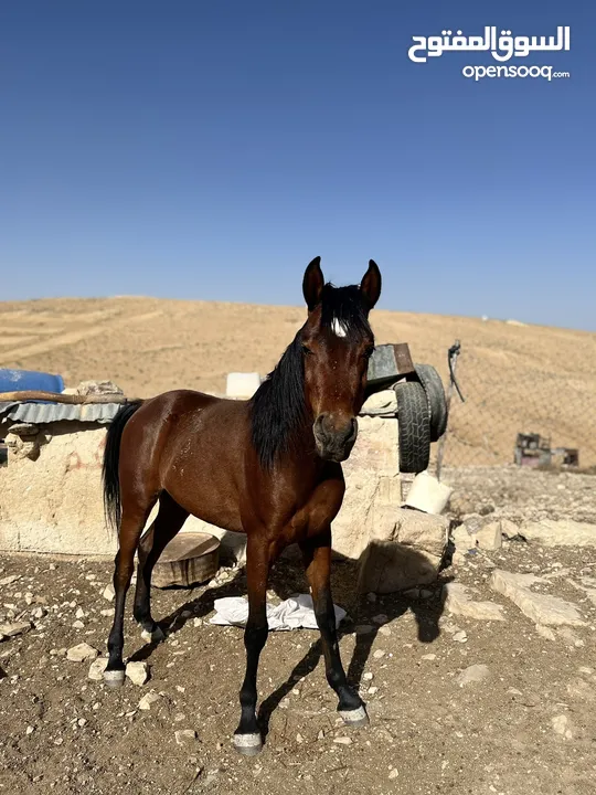 حصان مسجل واهو