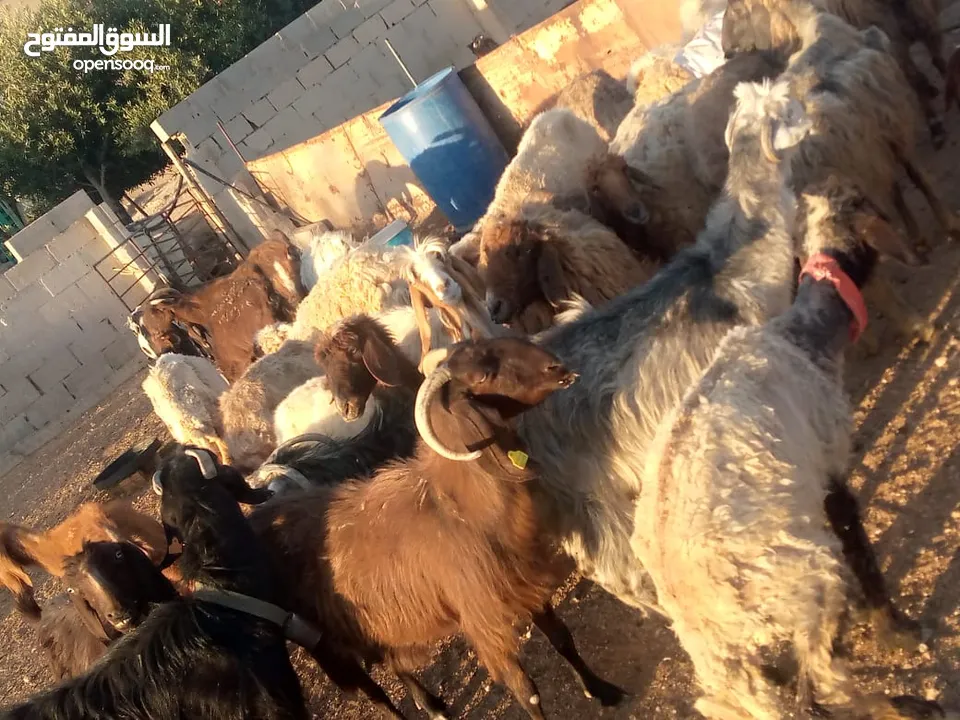 نبدأ بصلاة عل رسول الله  يوجد لدينا جميع انواع الذبائح البلديه- خراف - كباش_اغنام_ اوزان من 40ولغاية