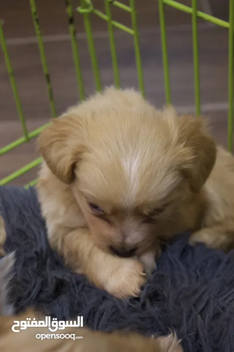 Mini golden retriever puppies