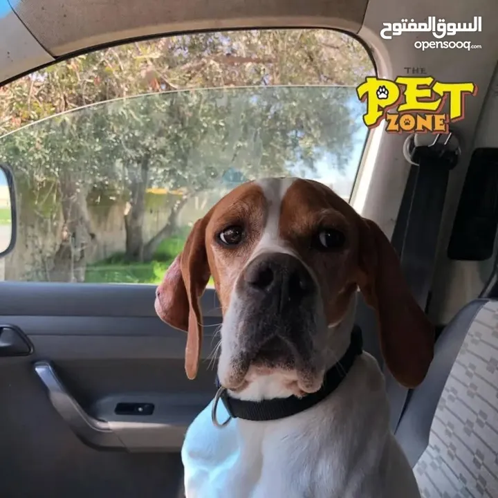 سامويد جراء مميزه