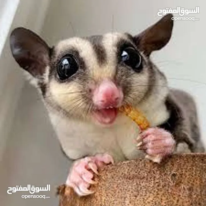 يرقات دود القبابي حي ميلوورم mealworm غذاء ممتاز بروتين حيواني لا يسبب التشحيم للطيور والاسمام