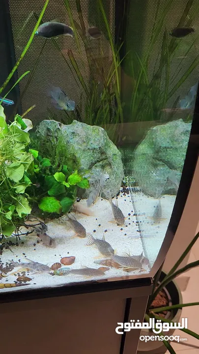 Fluval Flex 123 Litres Freshwater Aquarium. حوض سمك كامل مع كل اغراضه