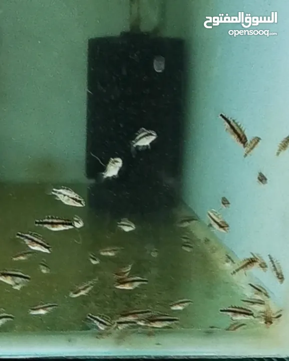 Group of Kribensis cichlids babies